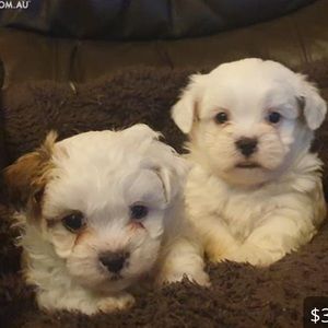 Meet your Posher, Sophie